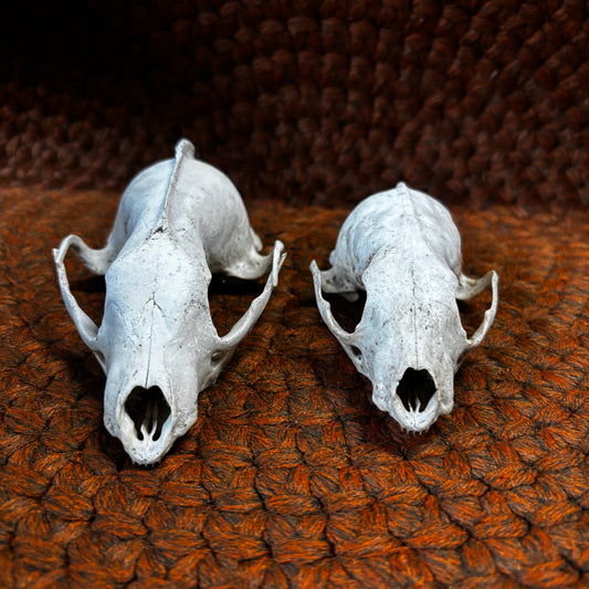 Fisher Skull Without Jaw and teeths
