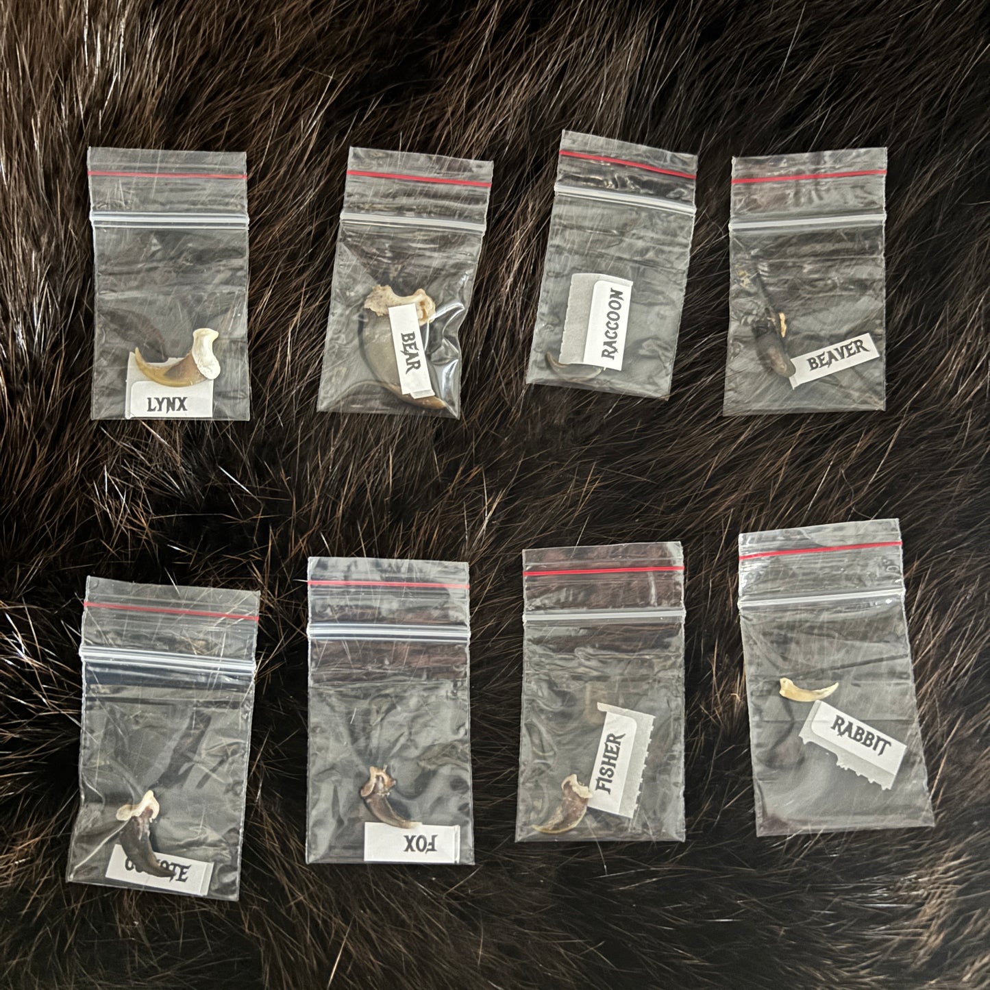 Educational kit: Claws comparisons