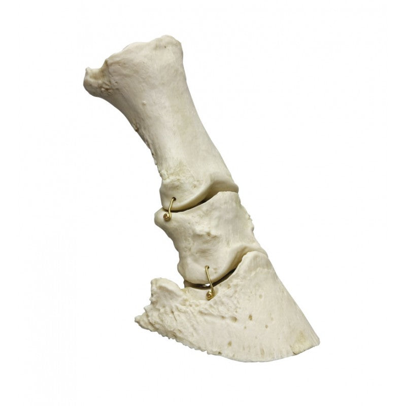 Phalange Horse Bone
