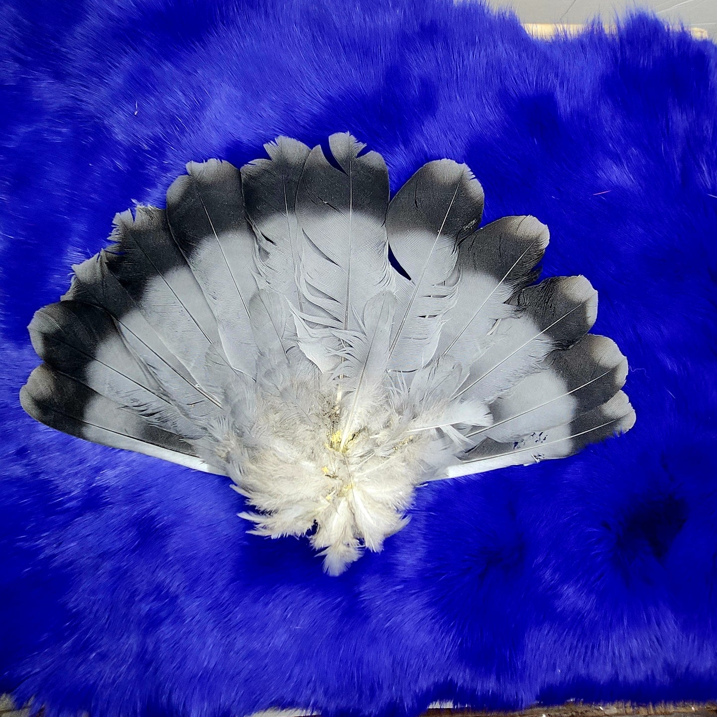 Pigeon Wings and Tails