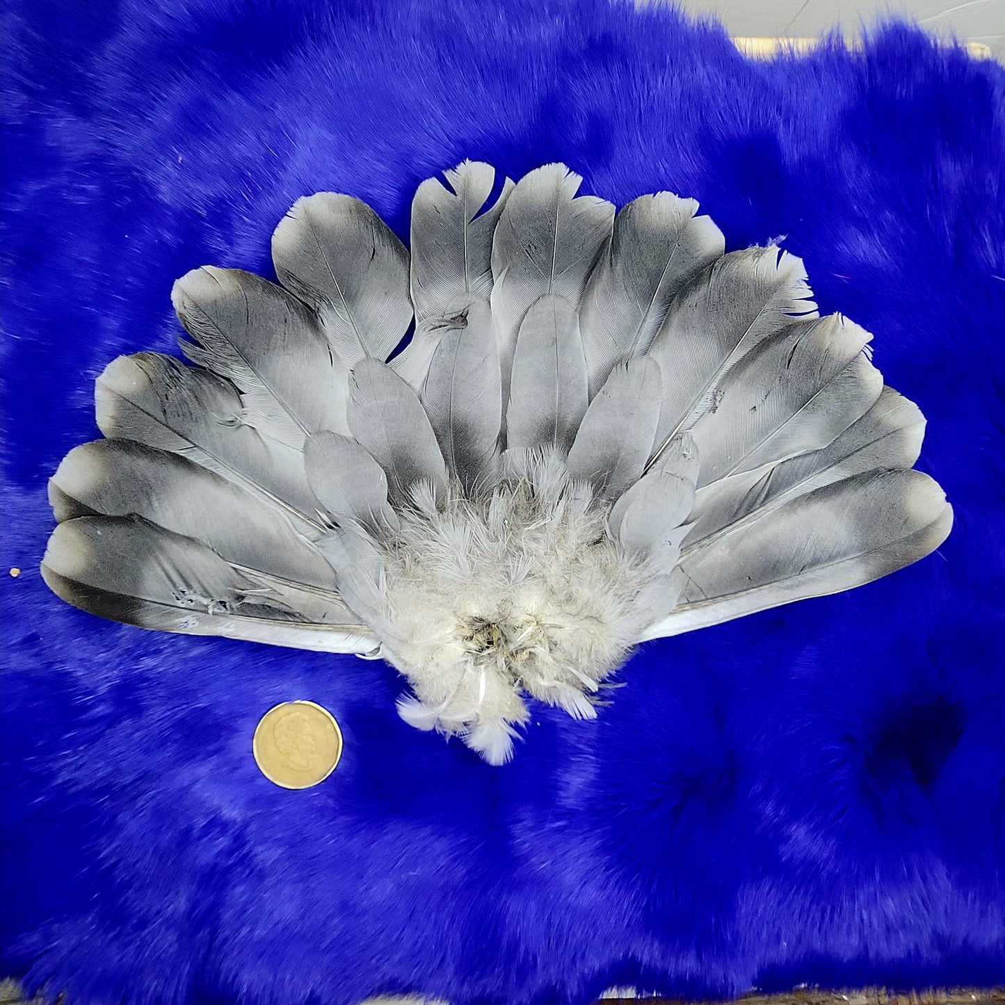 Pigeon Wings and Tails