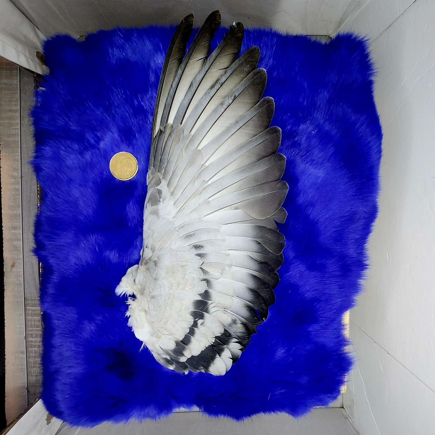 Pigeon Wings and Tails