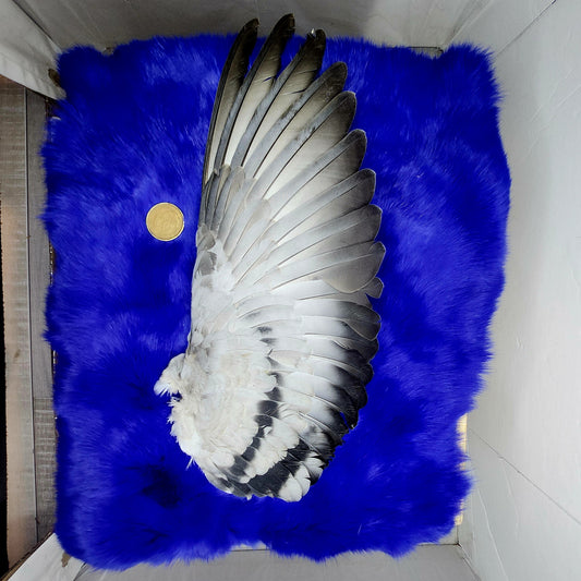 Pigeon Wings and Tails