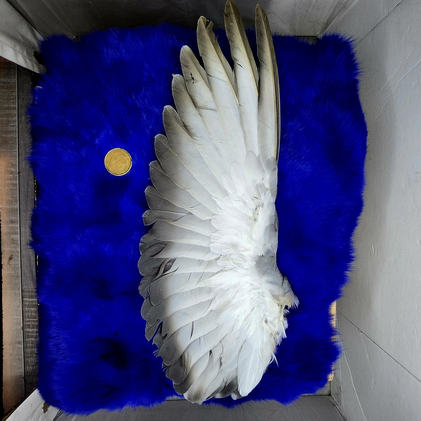 Pigeon Wings and Tails