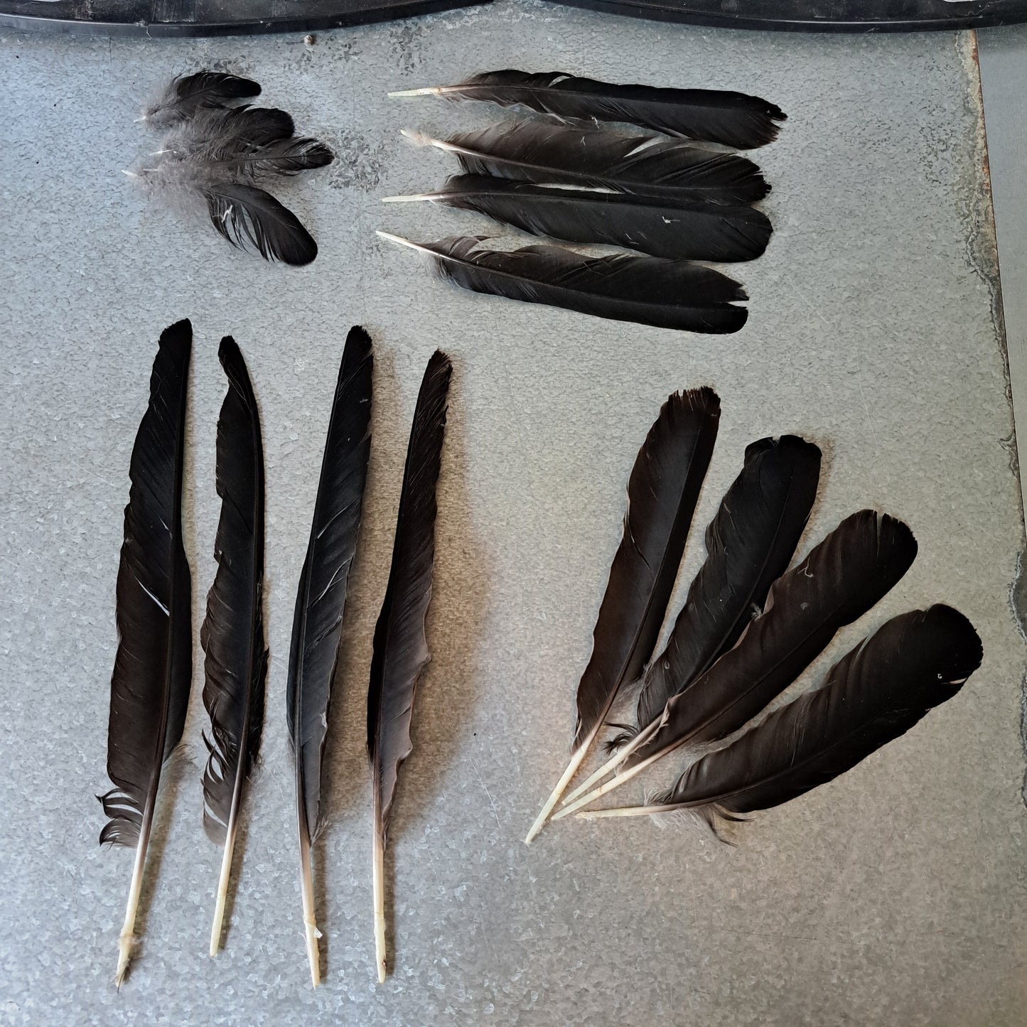 Educational kit: Crow feathers