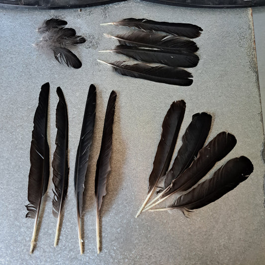 Educational kit: Crow feathers