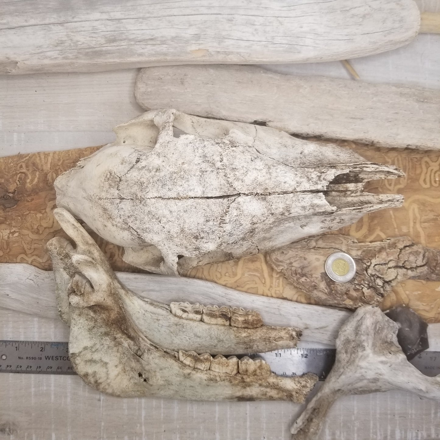 Small Horse (Poney) Skull