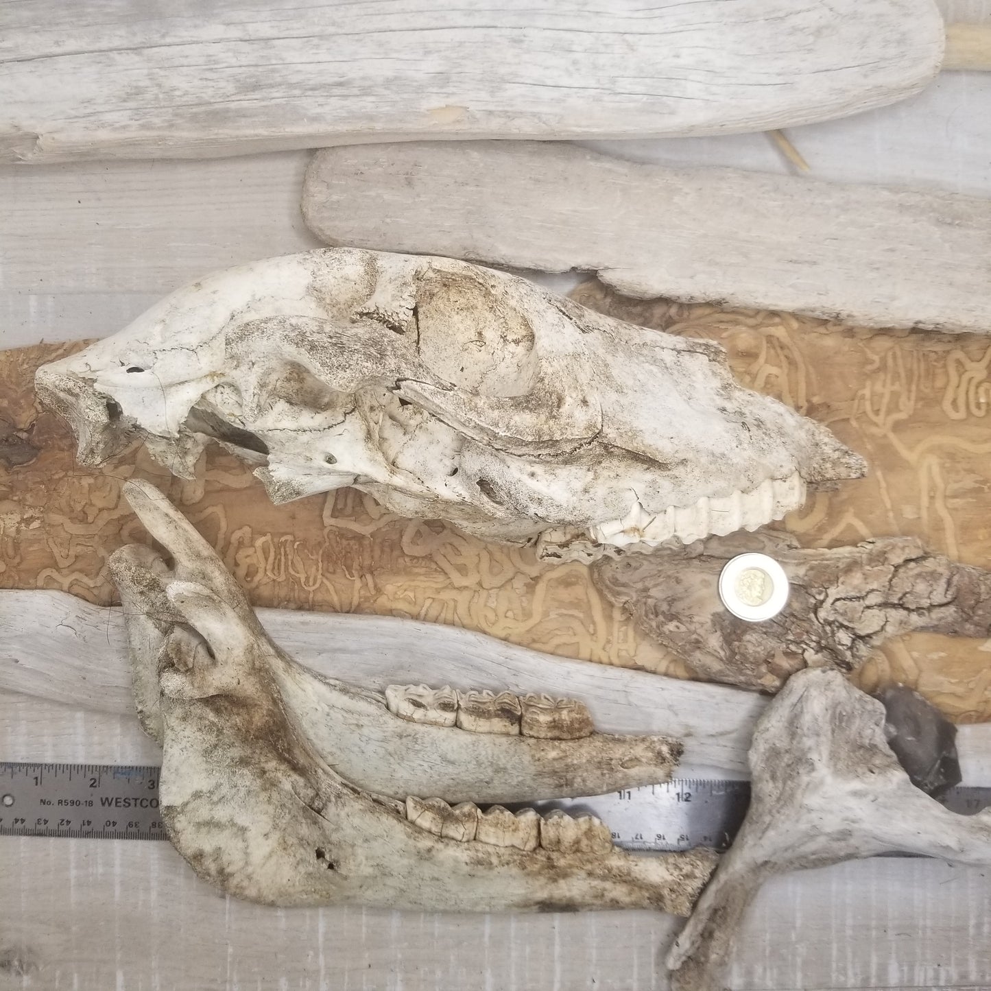 Small Horse (Poney) Skull