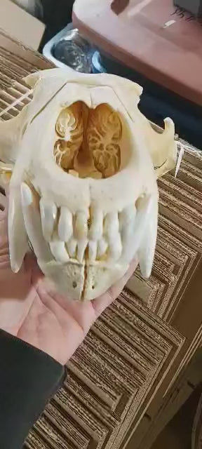 Polar Bear Skull - Complete 13,25