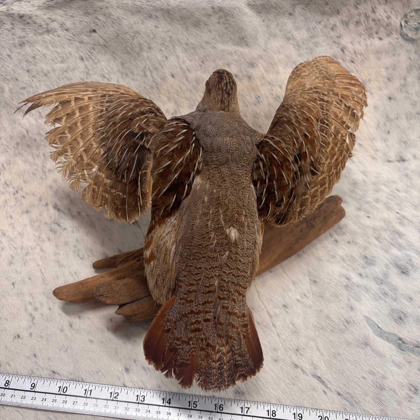 Quail Taxidermy