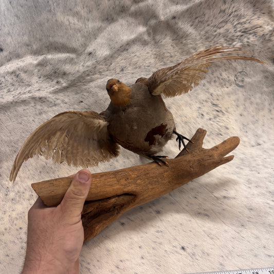 Quail Taxidermy