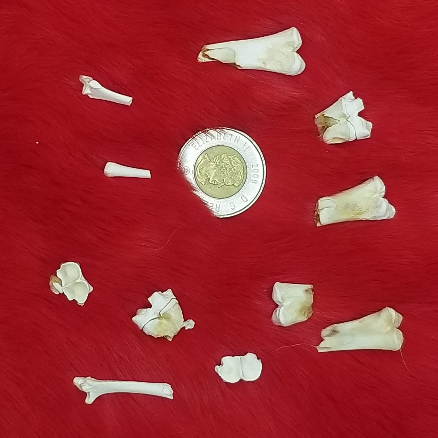 Rabbit Bones - Various