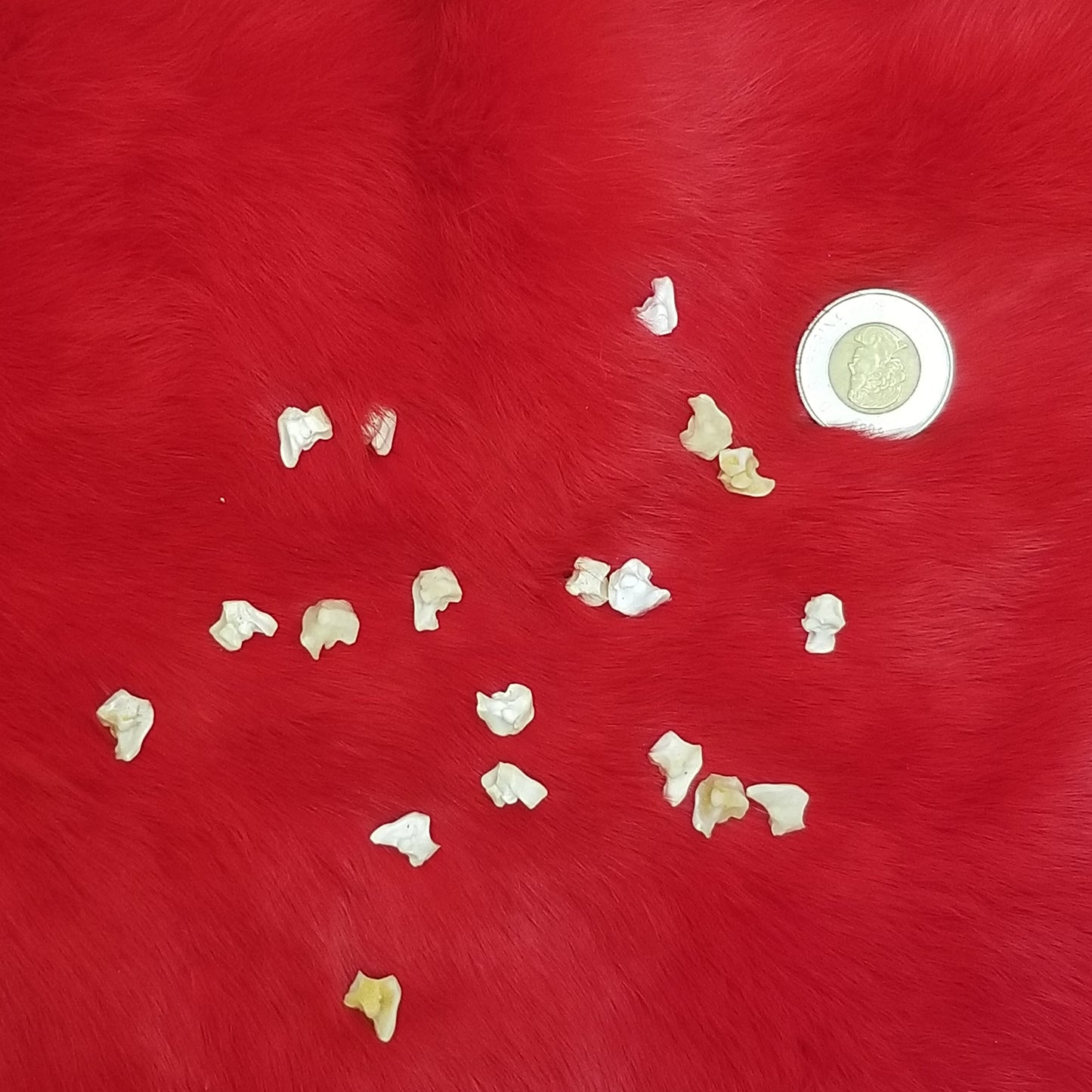 Rabbit Bones - Various