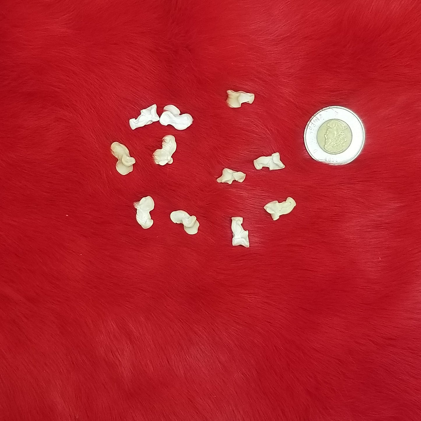 Rabbit Bones - Various