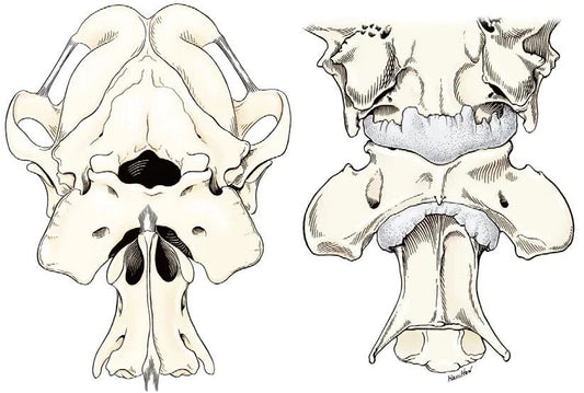 Raccoon Bones - Atlas