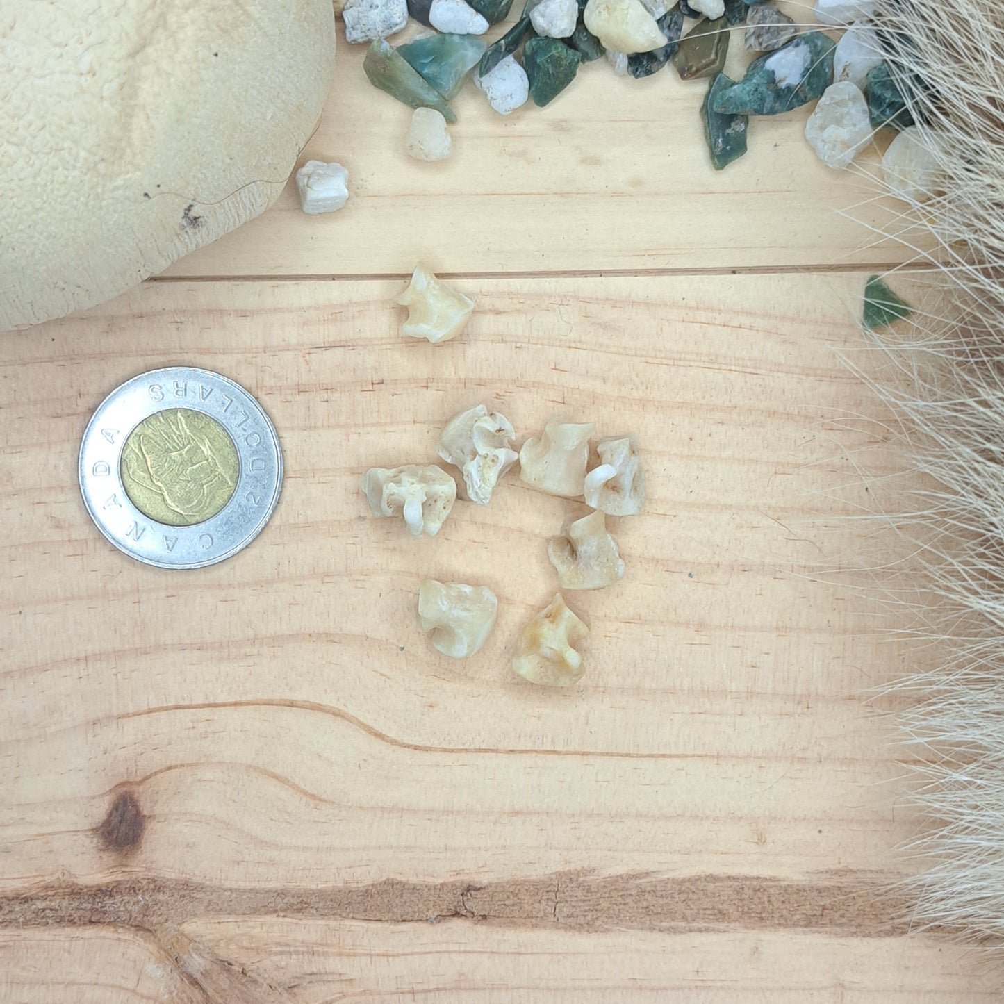 Raccoon Small Wrist & Ankle Bones