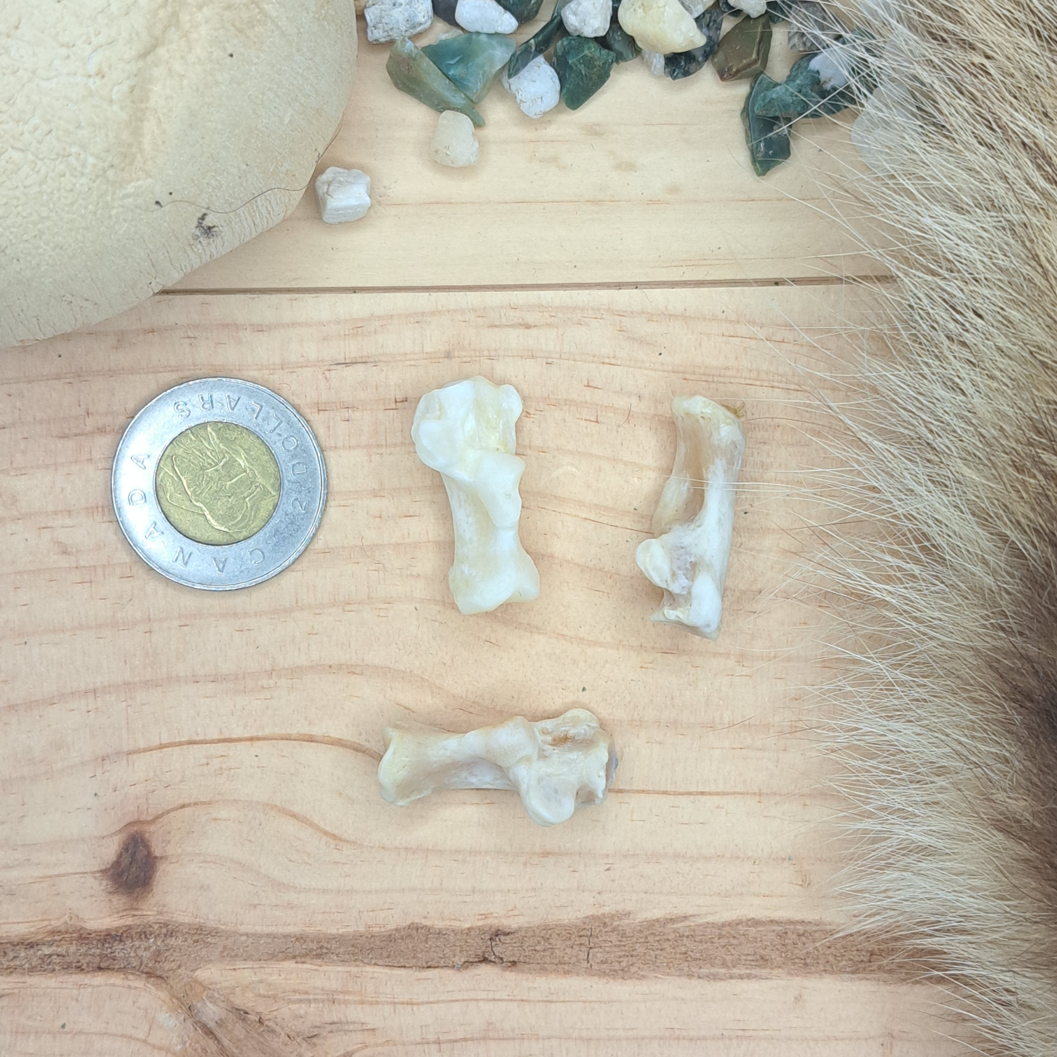 Raccoon Calcaneus – Medieval Fur