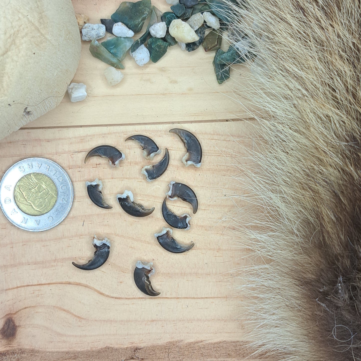 Raccoon Claws