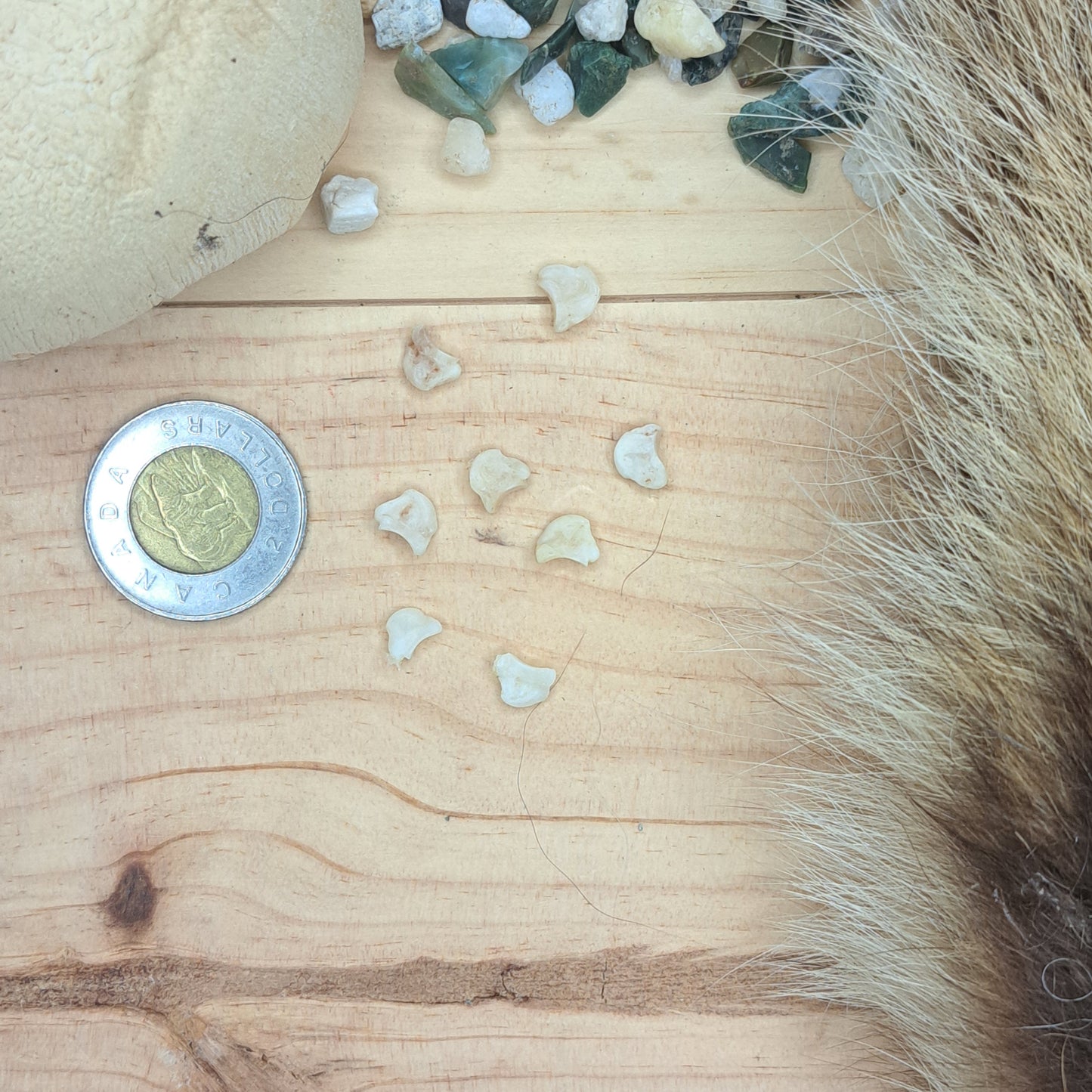 Raccoon Small Wrist & Ankle Bones