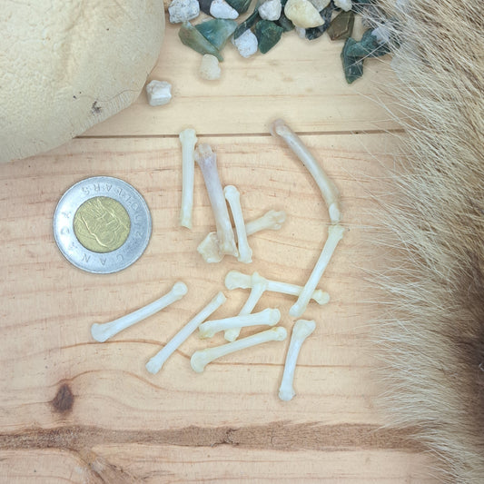 Raccoon Metacarpals