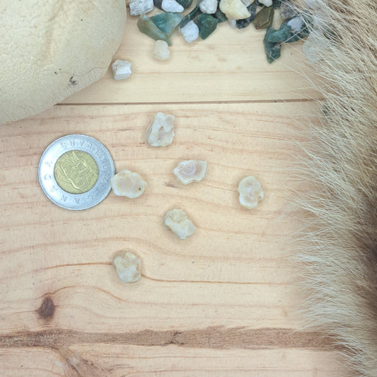 Raccoon Small Wrist & Ankle Bones