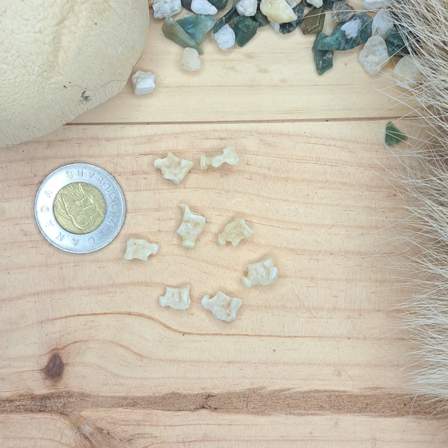 Raccoon Small Wrist & Ankle Bones