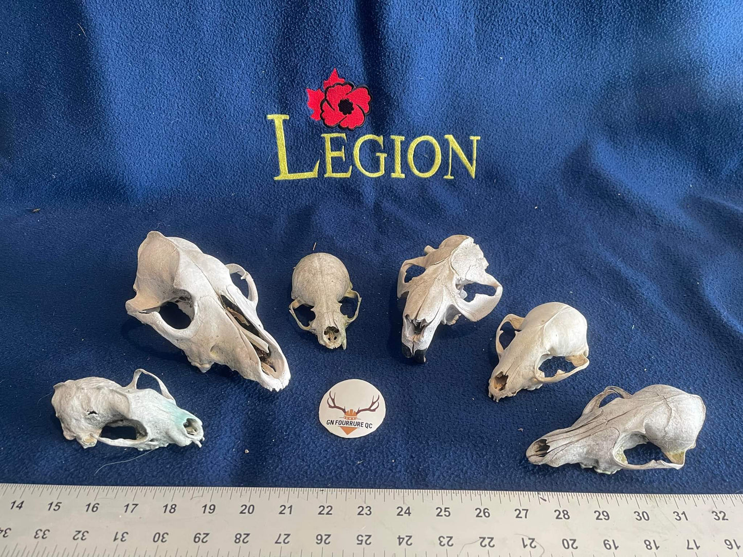 Custum Skull Collection