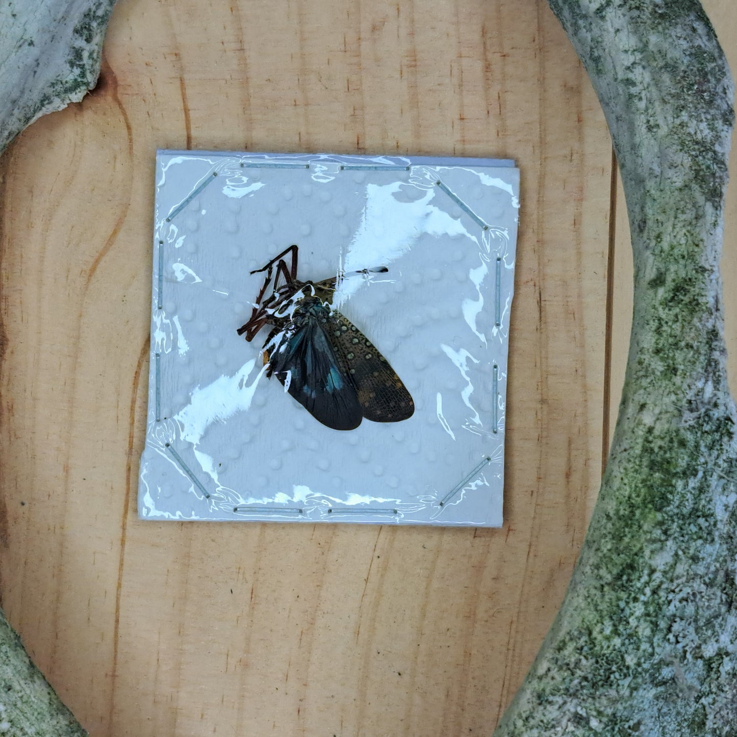 Saiva transverso lineata (unmounted)