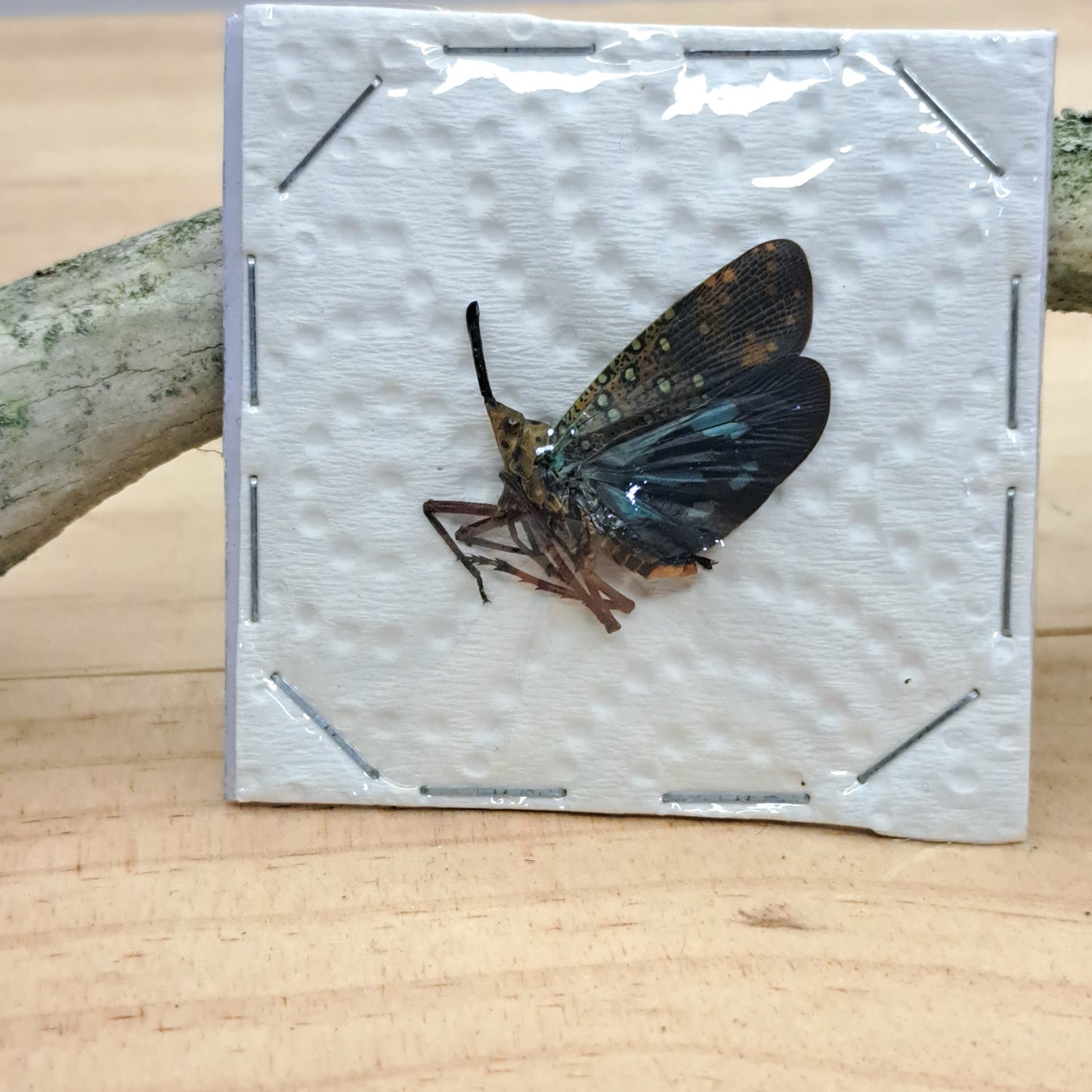 Saiva transverso lineata (unmounted)