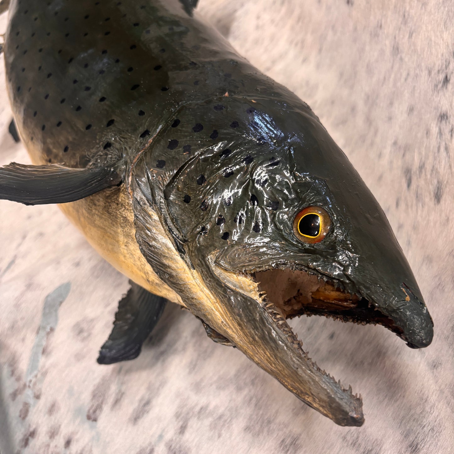 Salmon Taxidermy Wall Mount