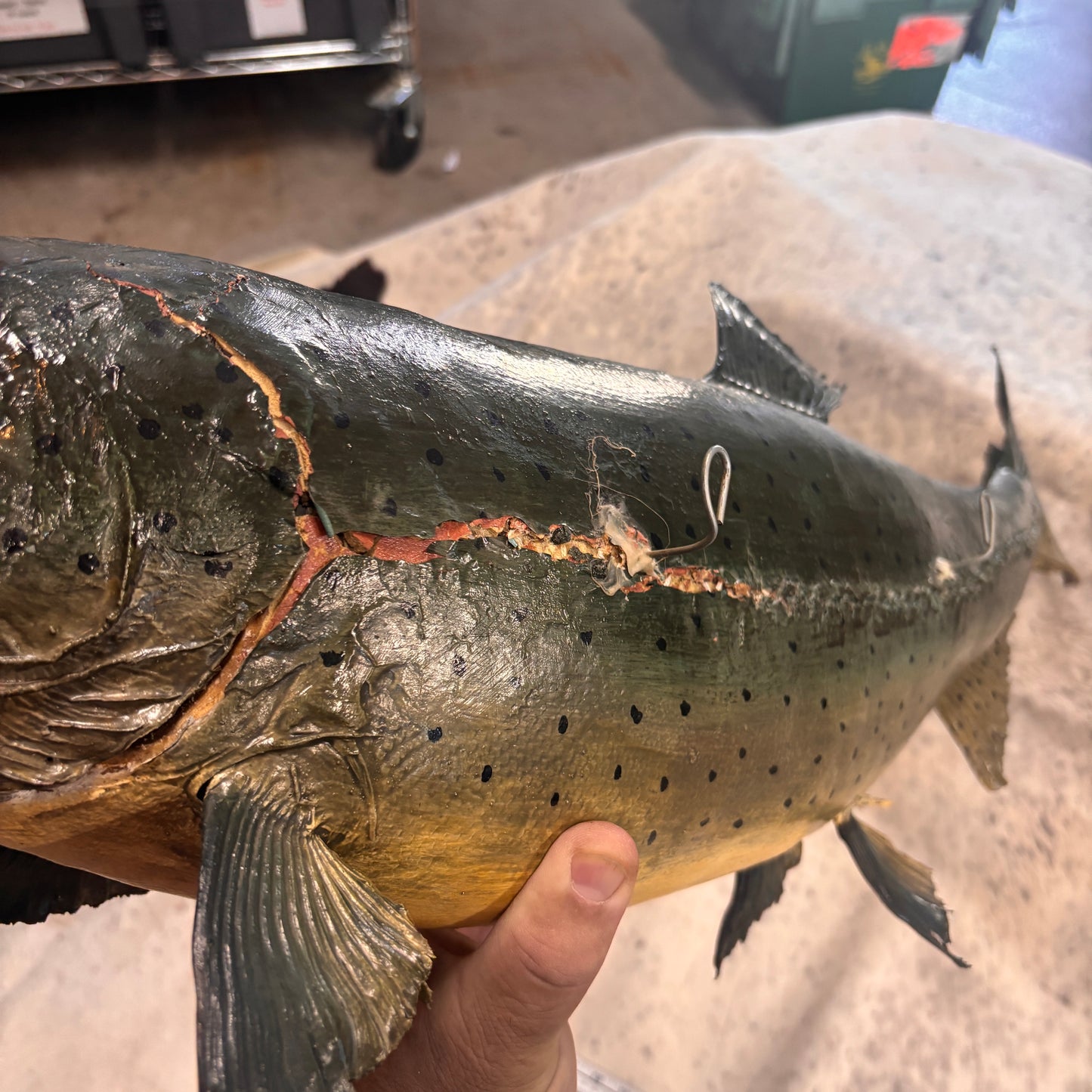 Salmon Taxidermy Wall Mount