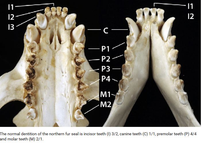 Seal Teeth - Medium (premolars and molars)
