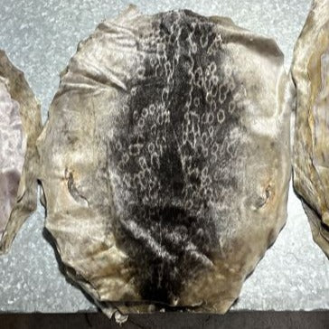 Ring Seal Skins - Medium