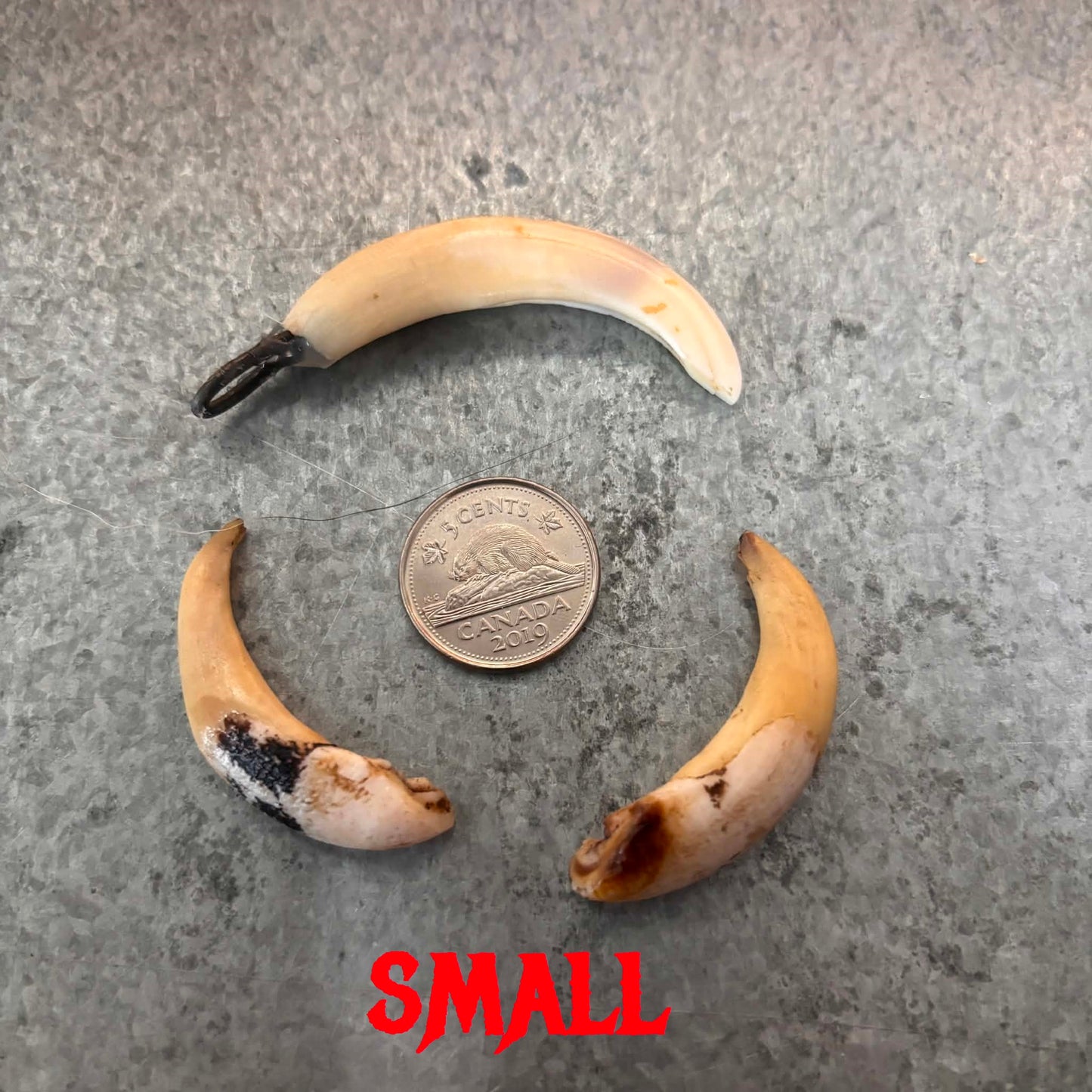 Wild Boar Tusks Pendants