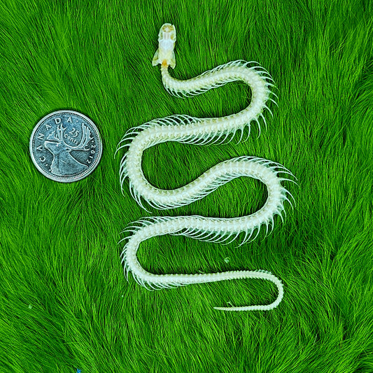 Small snake skeleton