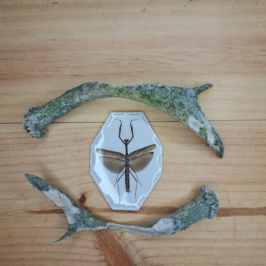 Statilia maculata (unmounted)