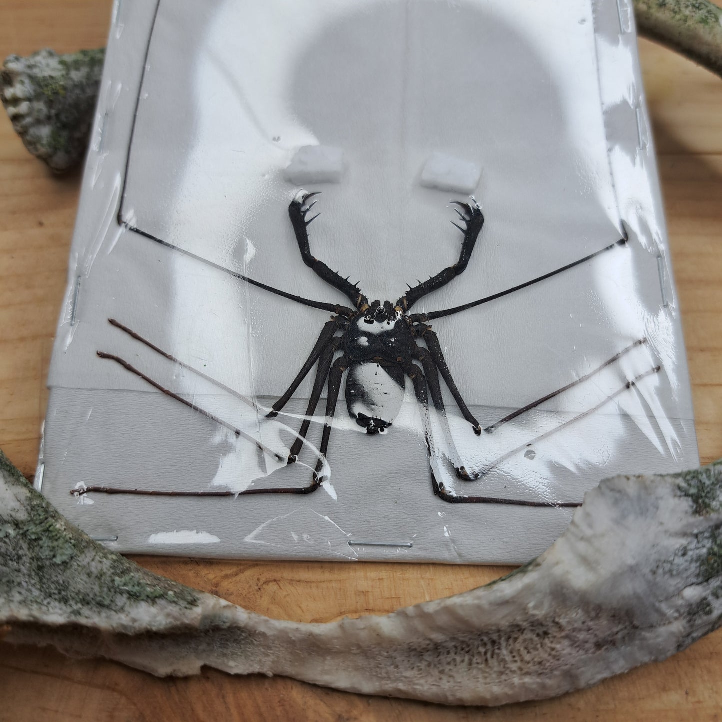 Stygophrynus dammermani (unmounted)