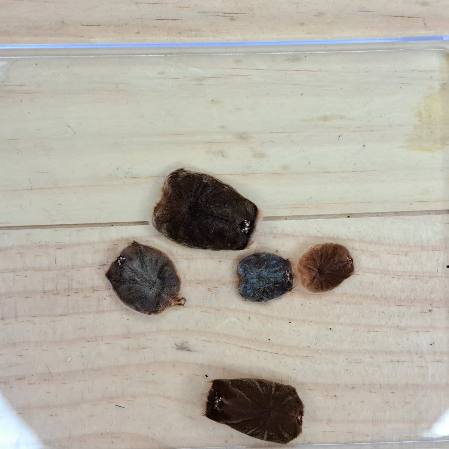 Tarantula molted cephalothorax