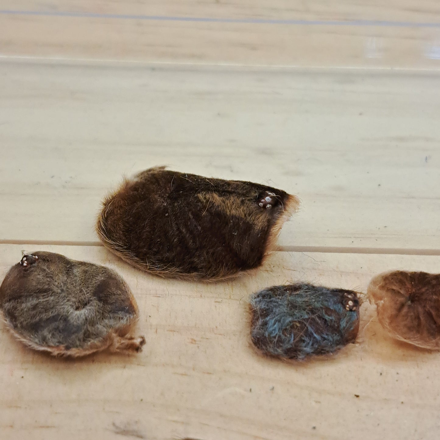 Tarantula molted cephalothorax
