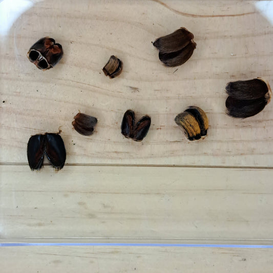Tarantula molted fangs