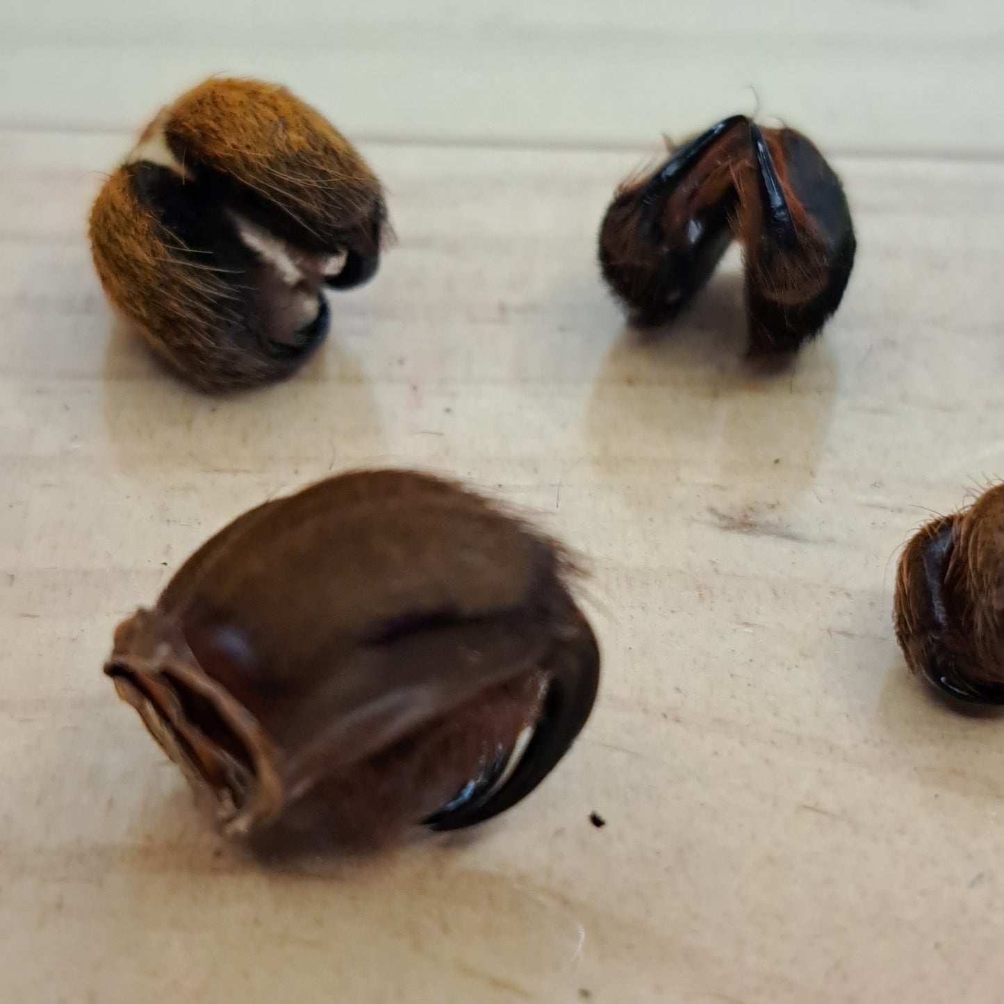 Tarantula molted fangs