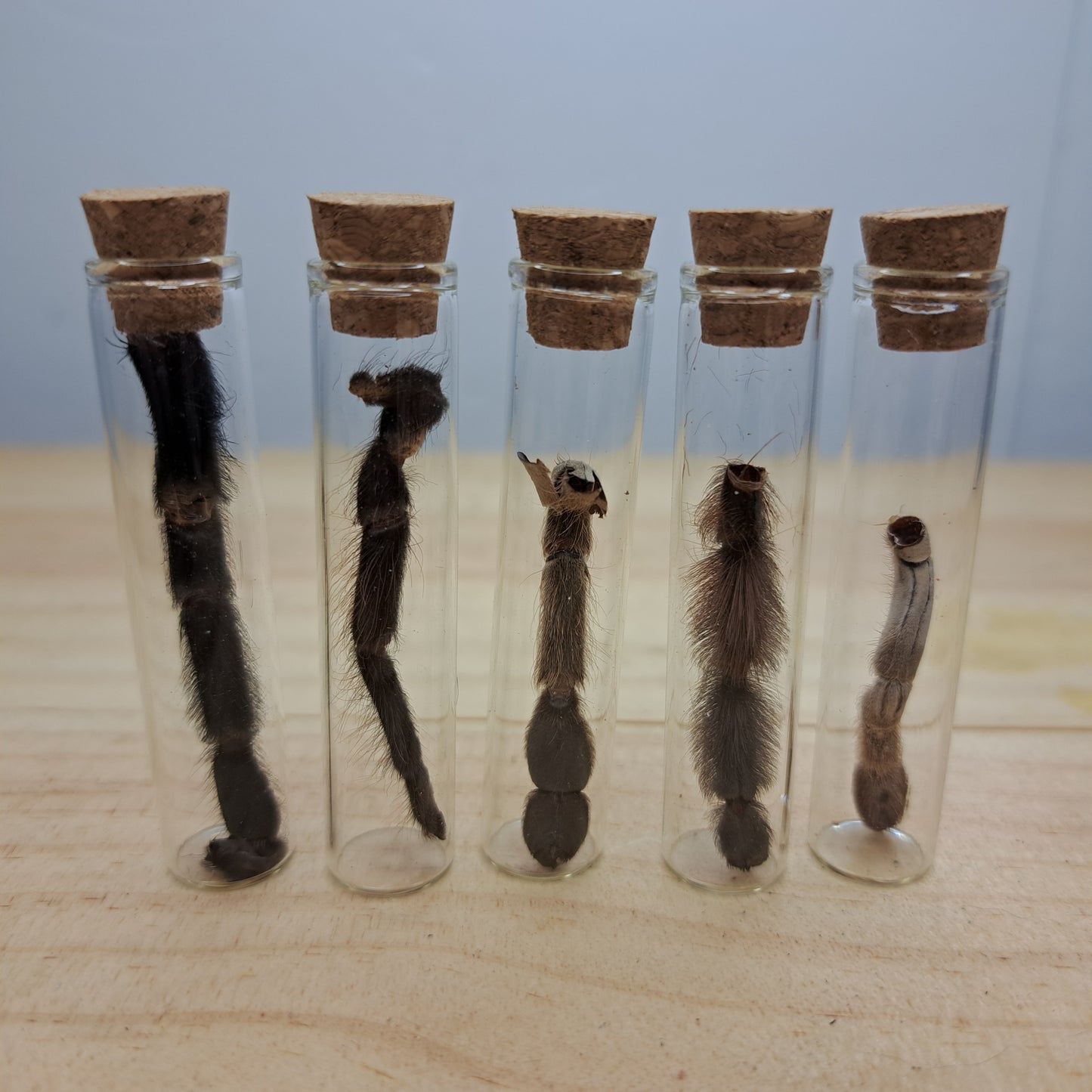 Tarantula molted legs