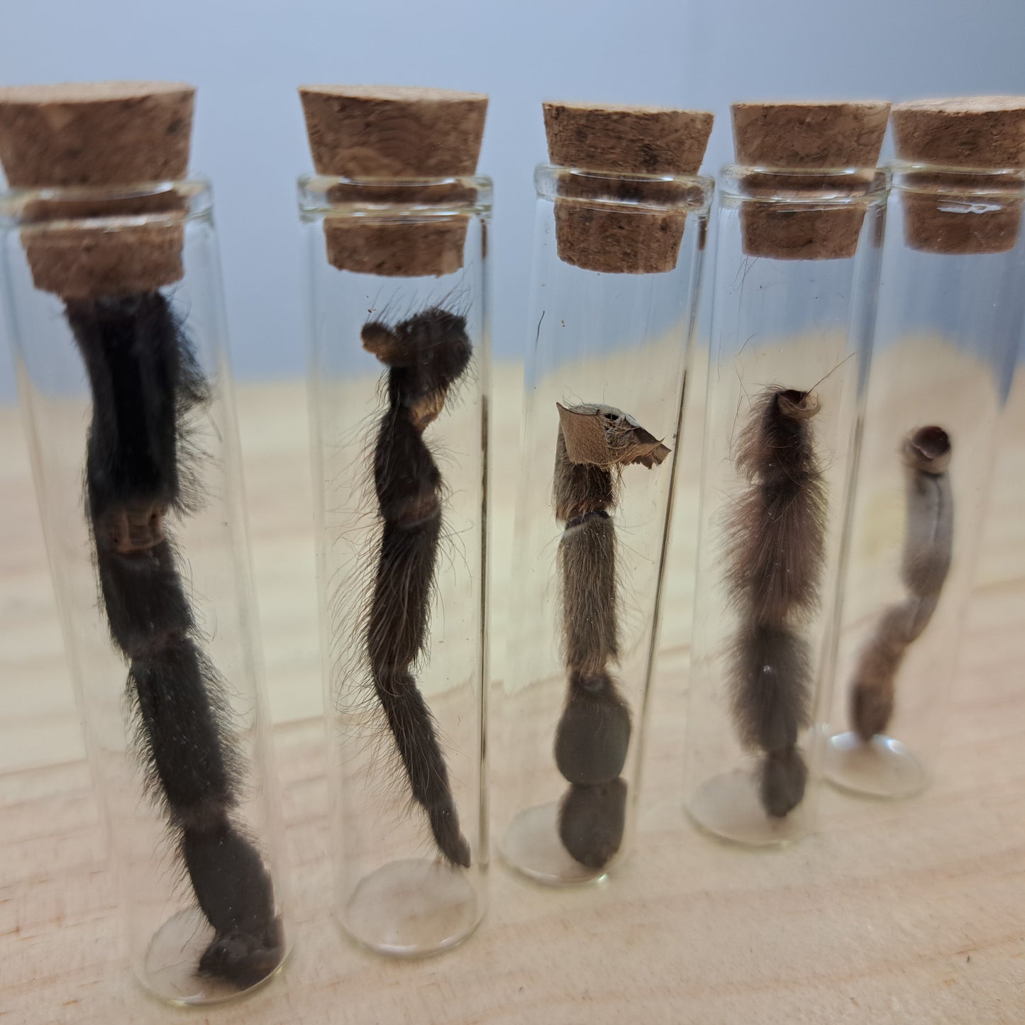 Tarantula molted legs