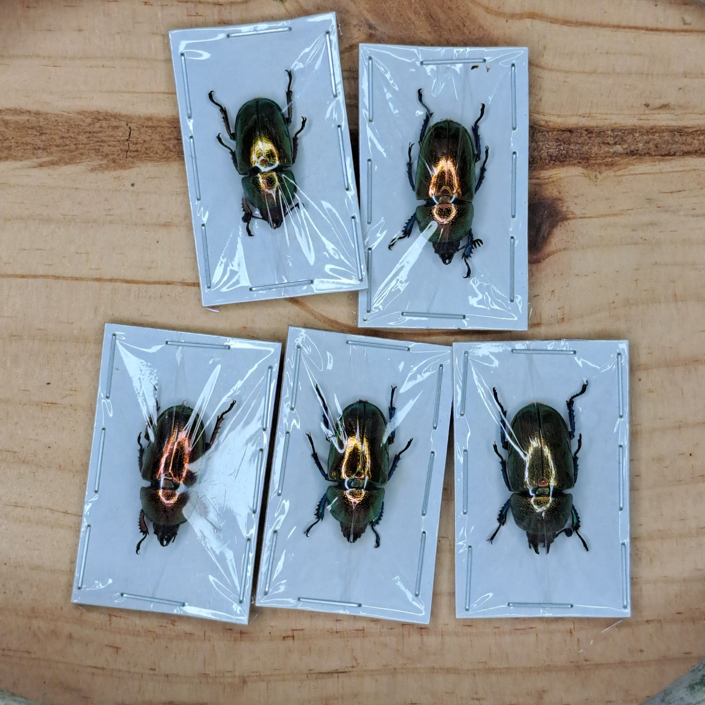 Thaumastopus striatus (unmounted)