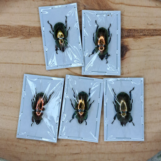 Thaumastopus striatus (unmounted)