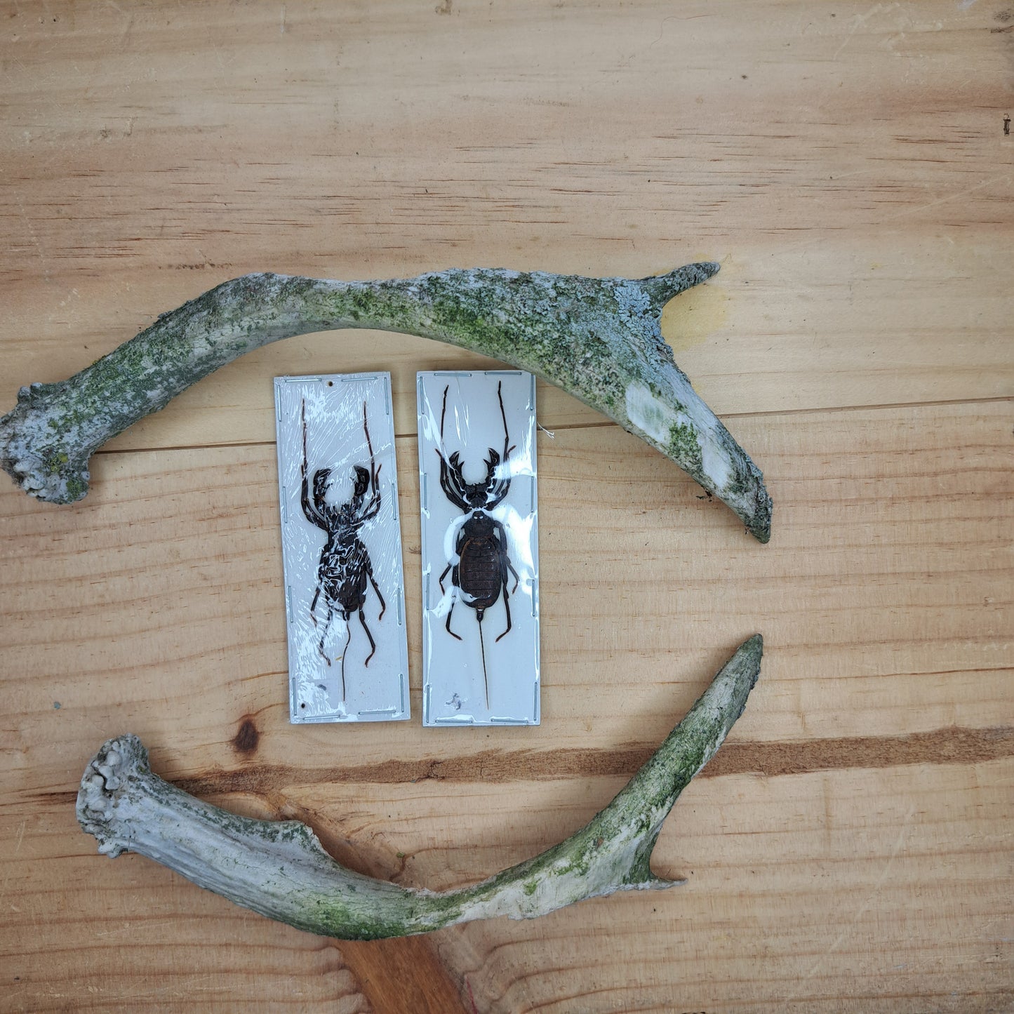 Thelyphonus feuerborni (unmounted)