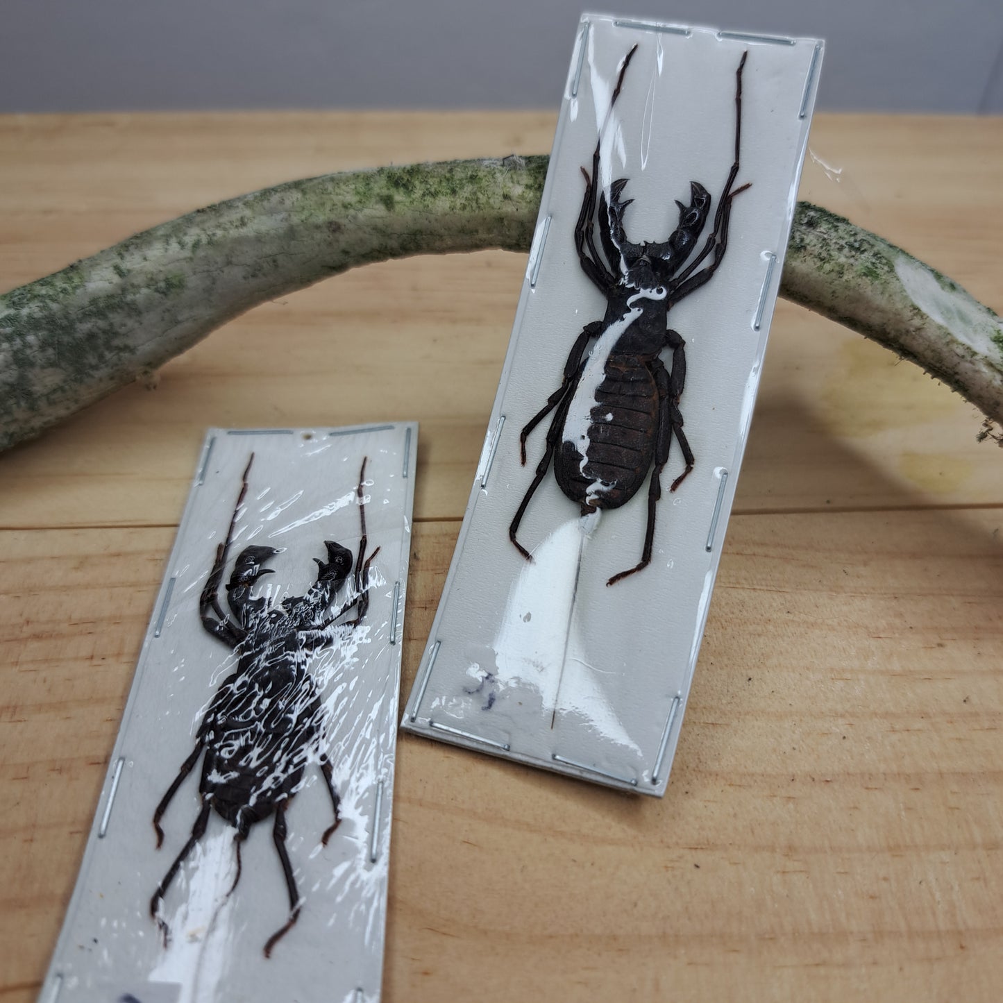 Thelyphonus feuerborni (unmounted)