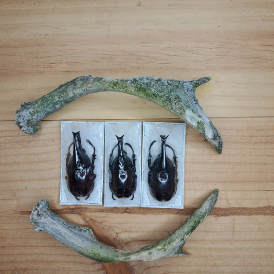 Xylotrupes gideon (unmounted)