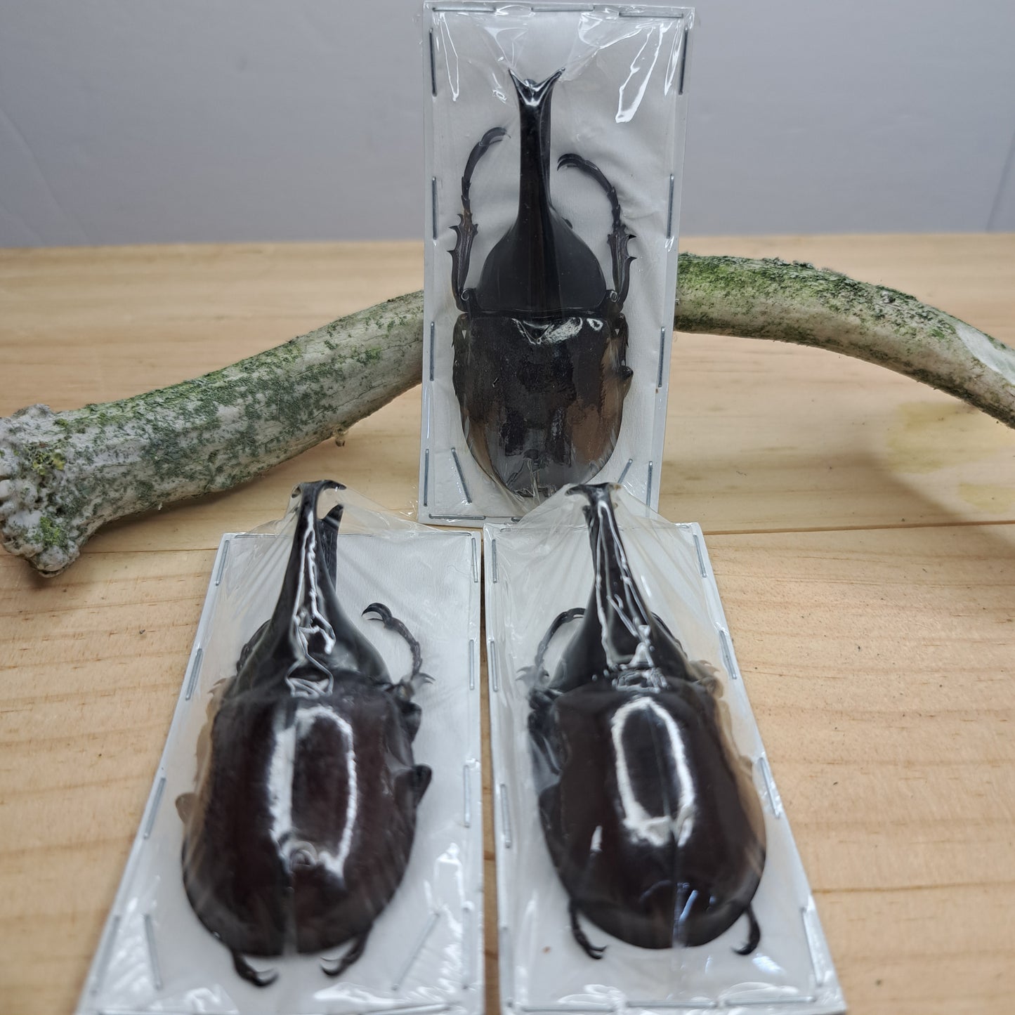 Xylotrupes gideon (unmounted)