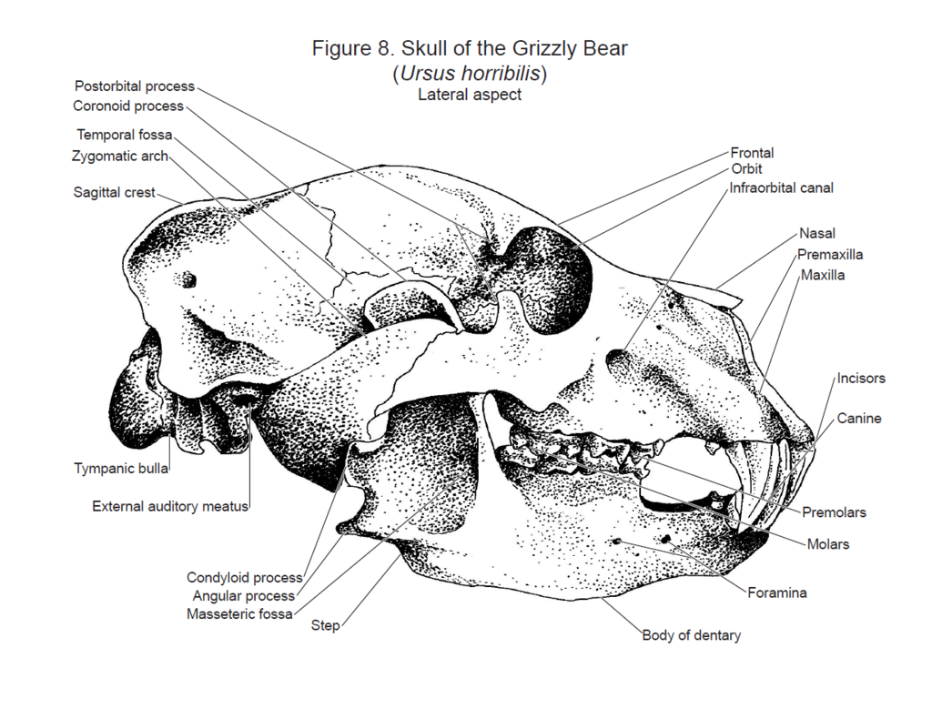 Bear Molar Pendant